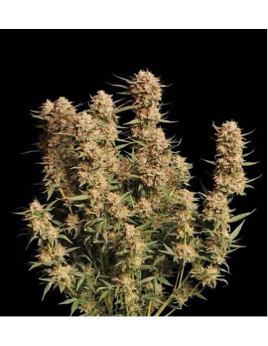 Seed Stockers - Apollo Black Cherry - 5 Semi  Auto