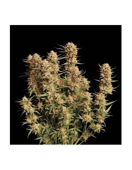 Seed Stockers - Apollo Black Cherry - 5 Semi  Auto