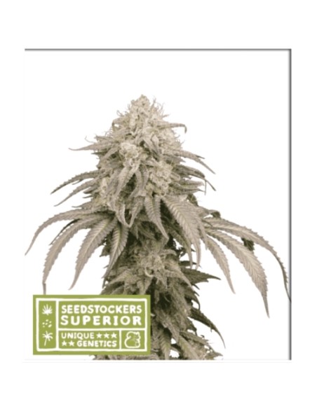 Seed Stockers - Mandarin Panties - 5 Semi Auto