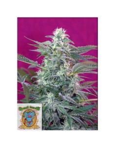 Sweet Seeds - Big Foot Femminizzata - 5 Semi + 2 Gratis 2