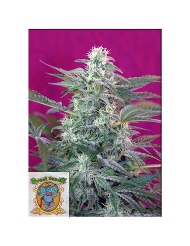 Sweet Seeds - Big Foot Fem - 5 Semi + 2 Gratis