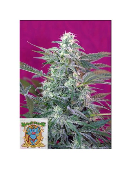 Sweet Seeds - Big Foot Fem - 5 Semi + 2 Gratis