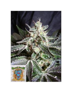 Sweet Seeds - Black Jack Femminizzata - 3 Semi + 1 Gratis 2