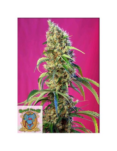 Sweet Seeds - Black Jack CBD Fem - 3 Semi + 1 Gratis