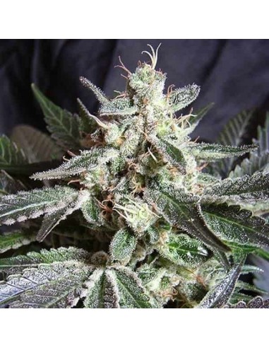 Sweet Seeds - Black Jack Femminizzata - 5 Semi + 2 Gratis