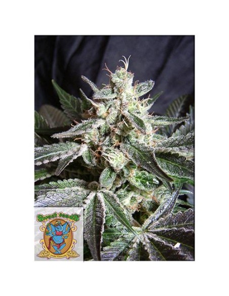 Sweet Seeds - Black Jack Fem - 100 Semi Bulk