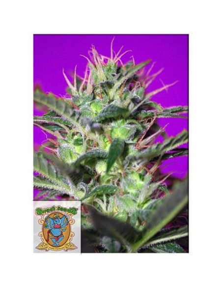 Sweet Seeds - Botafumeiros Fem - 5 Semi + 2 Gratis