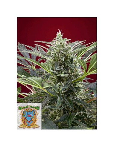 Sweet Seeds - Cream 47 Fem - 3 Semi + 1 Gratis