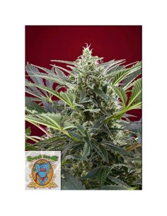 Sweet Seeds - Cream 47 Femminizzata - 5 Semi + 2 Gratis 2