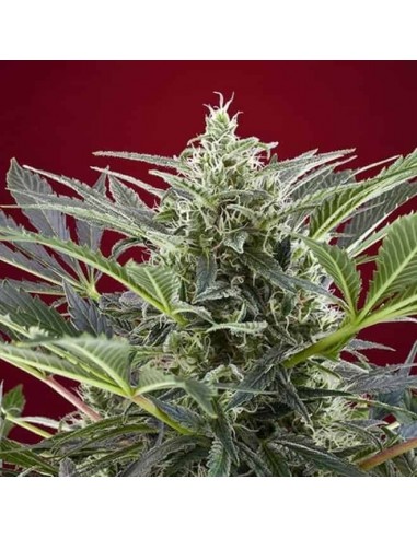 Sweet Seeds - Cream 47 Femminizzata - 5 Semi + 2 Gratis