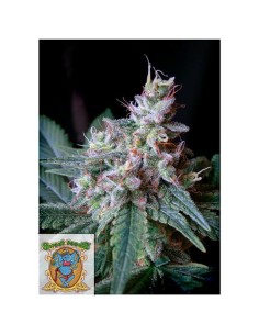 Sweet Seeds - Cream Caramel Femminizzata - 25 Semi 2