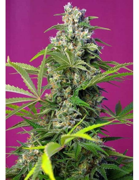 Sweet Seeds - Gorilla Girl - 25 Semi Bulk Fem