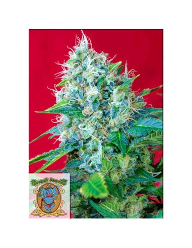 Sweet Seeds - Green Poison - 25 Semi Bulk Fem