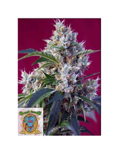 Sweet Seeds - Indigo Berry Kush - 3 Semi + 1 Gratis Fem