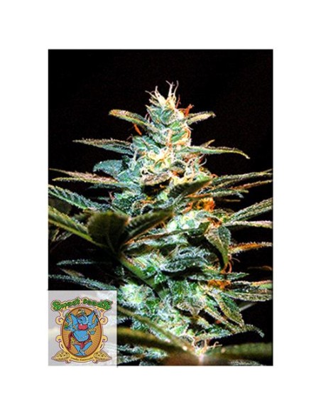 Sweet Seeds - Jack 47 - 5 Semi + 2 Gratis Fem