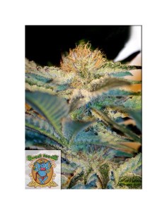 Sweet Seeds - Mohan Ram Femminizzata - 3 Semi + 1 Gratis 2
