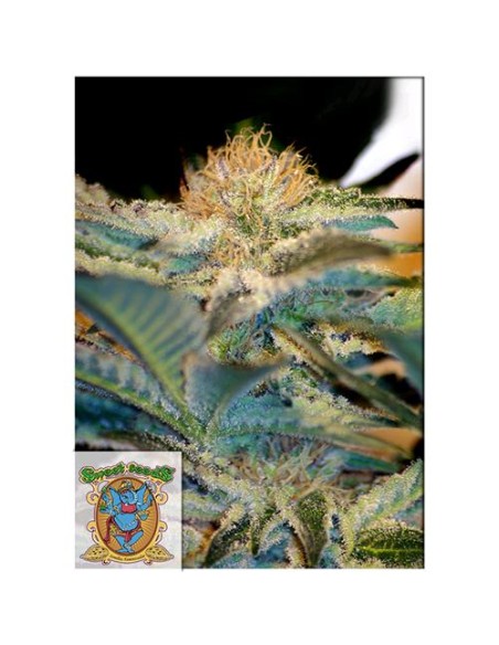 Sweet Seeds - Mohan Ram - 5 Semi + 2 Gratis Fem
