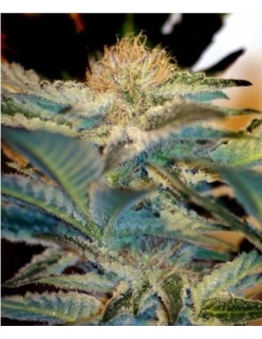 Sweet Seeds - Mohan Ram - 25 Semi Bulk Fem