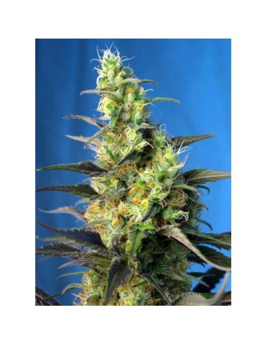 Sweet Seeds - NYC Diesel - 3 Semi + 1 Gratis Fem