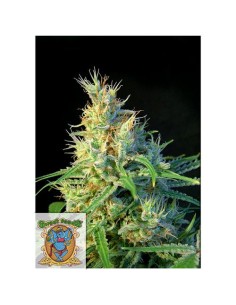 Sweet Seeds - Psicodelicia Femminizzata - 3 Semi + 1 Gratis 2