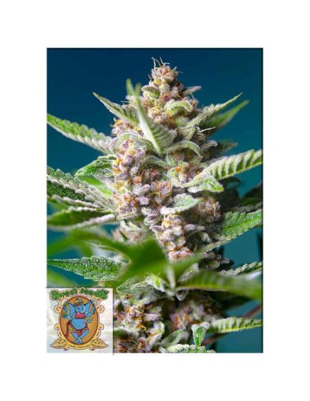 Sweet Seeds - Purple Punch OG - Fem 3 Semi + 1 Gratis