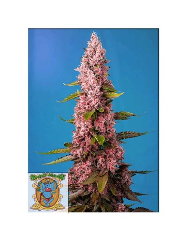 Sweet Seeds - Red Hot Cookies Fem - 3 Semi + 1...