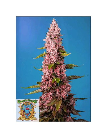 Sweet Seeds - Red Hot Cookies Fem - 3 Semi + 1 Gratis