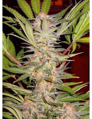 Sweet Seeds - S.A.D Sweet Afgani Delicious S1 Fem - 25 Semi