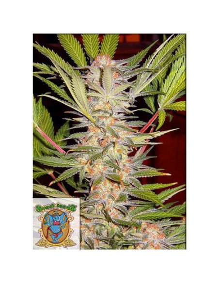 Sweet Seeds - S.A.D Sweet Afgani Delicious S1 Fem - 500 Semi