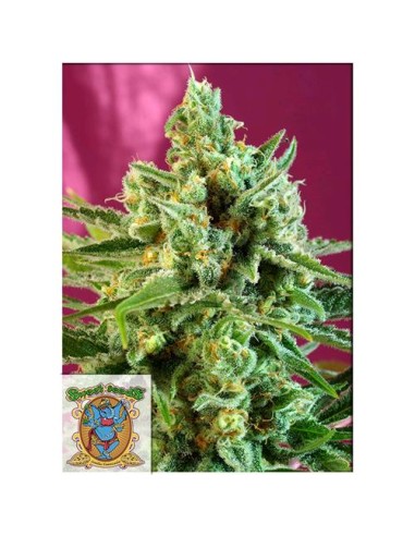 Sweet Seeds - S.A.D Sweet Afgani Delicious CBD Fem - 3 Semi + 1 Gratis