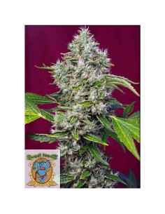 Sweet Seeds - San Fernando Lemon Kush Femminizzata - 3 Semi + 1 Gratis 2