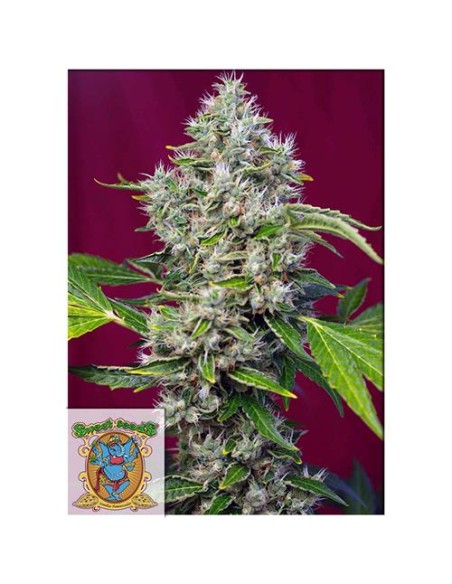 Sweet Seeds - San Fernando Lemon Kush Fem - 3 Semi + 1 Gratis
