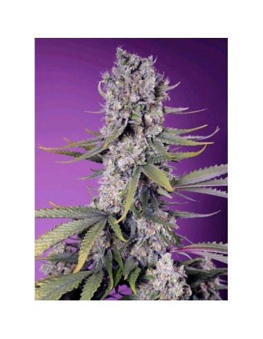 Sweet Seeds - Papaya Zoap Fem - F1 Fast Version - 3 Semi + 1 Gratis