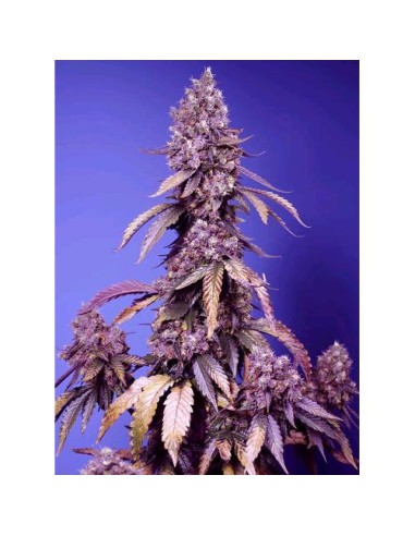 Sweet Seeds - Black Muffin Fem - F1 Fast Version - 3 Semi + 1 Gratis