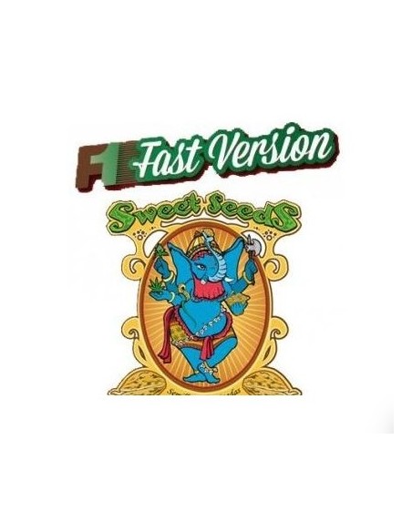 Sweet Seeds - Black Muffin Fem - F1 Fast Version - 5 Semi + 1 Gratis
