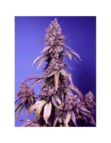 Sweet Seeds - Black Muffin Fem - F1 Fast Version - 5 Semi + 1 Gratis