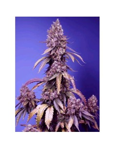 Sweet Seeds - Black Muffin Fem - F1 Fast Version - 500 Semi