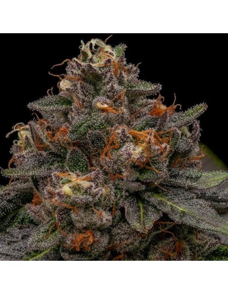 Ripper Seeds - Korenji  Fem - 5 semi