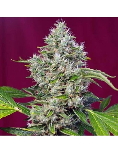 Sweet Seeds - San Fernando Lemon Kush Fem - 100 Semi Bulk