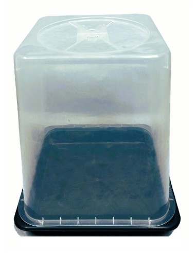 Serra per Coltivazione Funghi 25x25x27.5cm