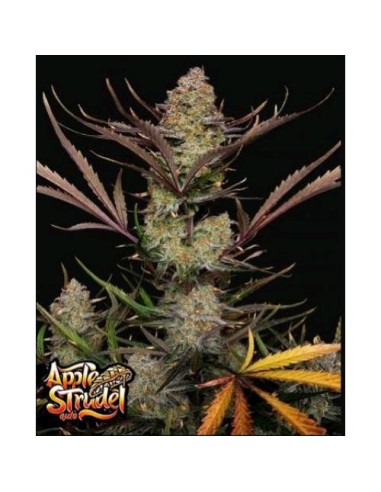 Fast Buds - Apple Strudel Auto - 1 Seme