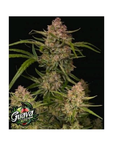 Fast Buds - Guava Auto - 1 Seme