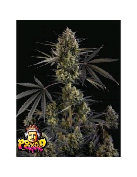 Fast Buds - Pound Cake Auto - 3 Semi Fast Buds - Pound Cake Auto - 3 Semi