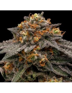 Ripper Seeds - Shimo - 1 Seme Fem