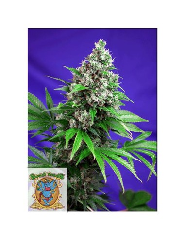 Sweet Seeds - Killer Kush F1 Fast Version - 5...