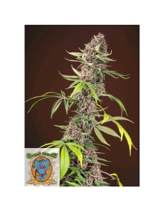 Sweet Seeds - Red Mandarine F1 Fast Version- 5 Semi + 2 Gratis 2