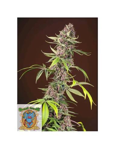 Sweet Seeds - Red Mandarine F1 Fast Version- 5...