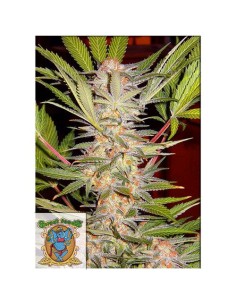 Sweet Seeds - S.A.D Sweet Afgani Delicious F1 Fast Version - 3 Semi + 1 Gratis 2