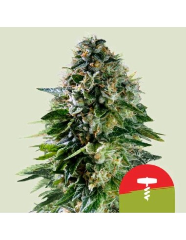 Royal Queen Seeds x Tyson - Corkscrew 1 Seme - Auto