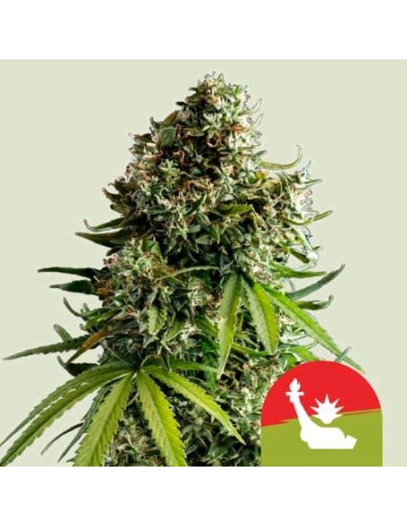 Royal Queen Seeds x Tyson - NYC Sour D 3 Semi - Auto Royal Queen Seeds x Tyson - NYC Sour D 3 Semi - Auto